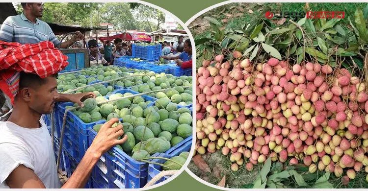 ফল উৎপাদনে অগ্রগতি হলেও প্রক্রিয়াজাতকরণ-রপ্তানিতে স্থবিরতা