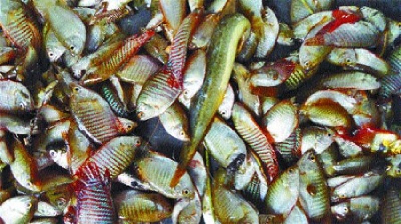 বিলুপ্তির পথে দেশীয় প্রজাতির মাছ