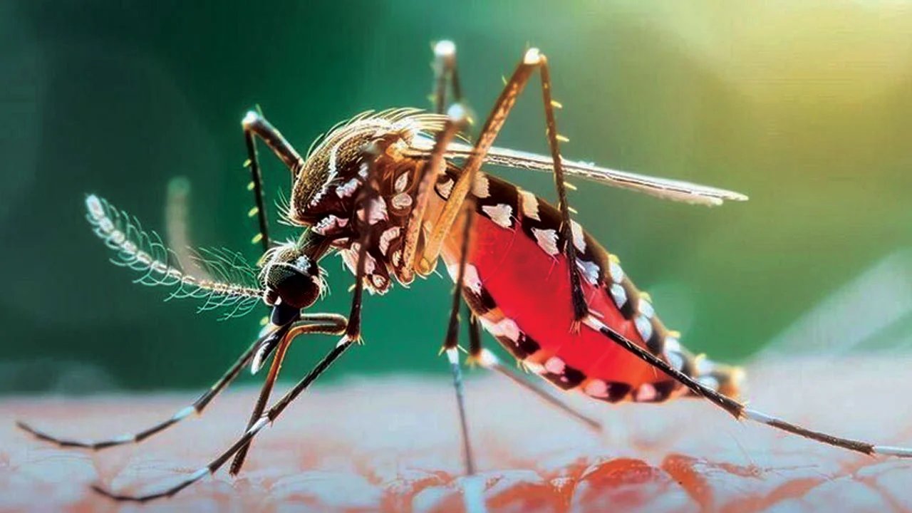 আশঙ্কাজনক হারে বাড়ছে ডেঙ্গু আক্রান্তের সংখ্যা