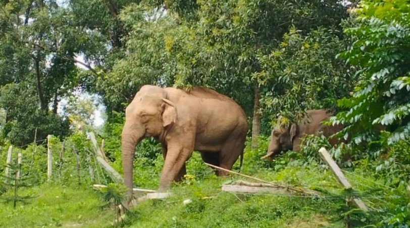 হাতি সুরক্ষায় বনের অবক্ষয় রোধ করা প্রয়োজন