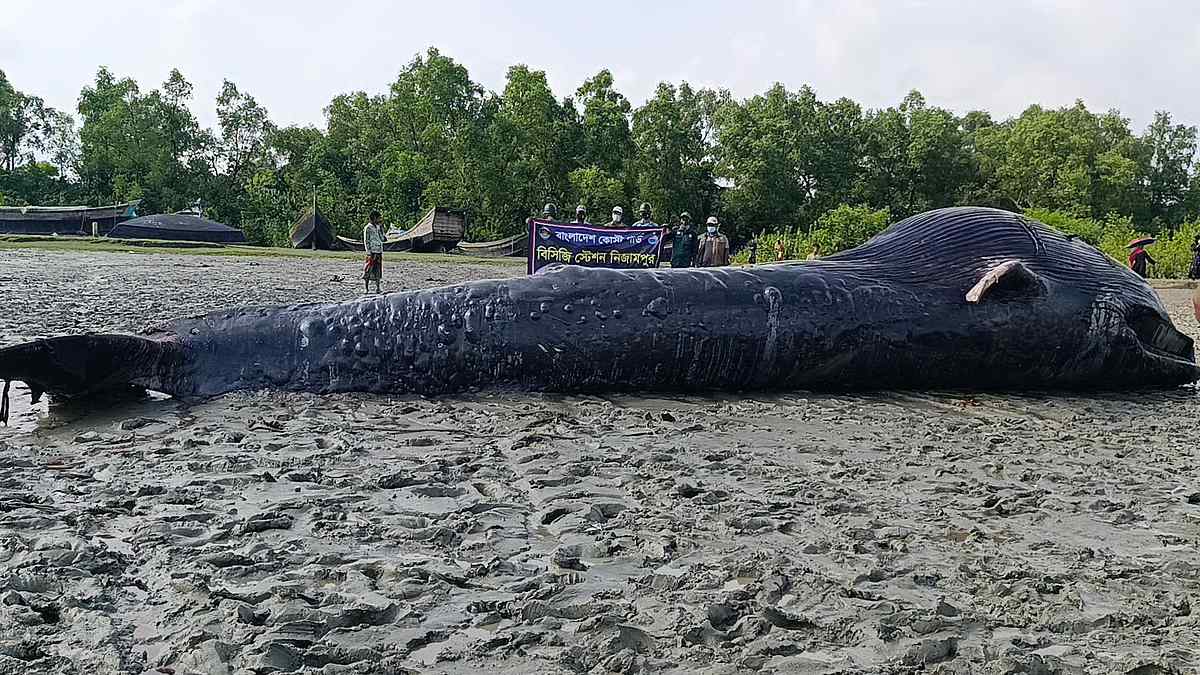 আন্ধারমানিক নদীতে ভেসে এলো ৩০ ফুট লম্বা তিমি