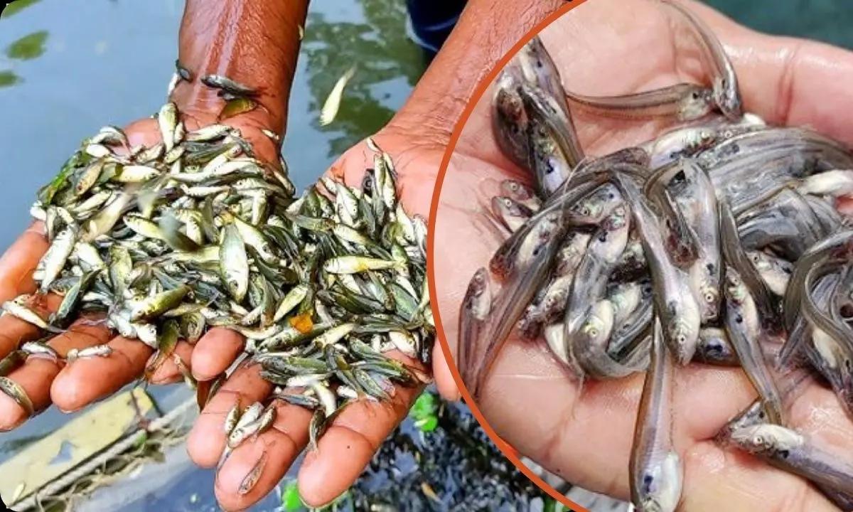 কাপাসিয়ায় মৎস্য অফিসের উদ্যোগে পোনা মাছ অবমুক্তকরণ ও বিতরণ