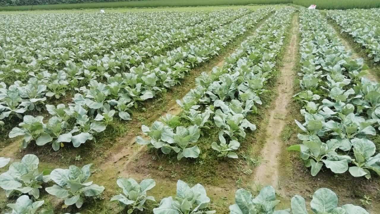 টাঙ্গাইলে শীতের আগেই মাঠে সবুজের সমারোহ