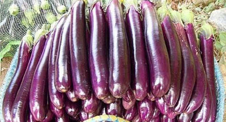 সুজানগরে ১ কেজি বেগুনের দামে ২ কেজি চাল