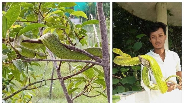 তালতলীতে বিরল বিষধর ‘দাগী লেজা সবুজ বোড়া’ সাপ উদ্ধার