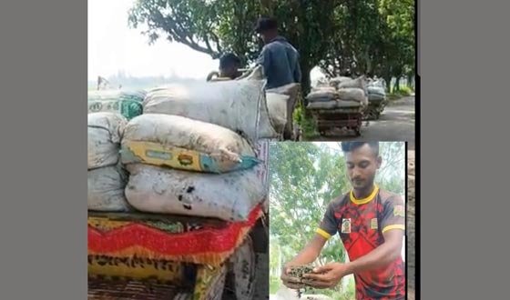 জীবিকার তাগিদে শামুক তুলে বিক্রি করছেন মৎস্যজীবীরা