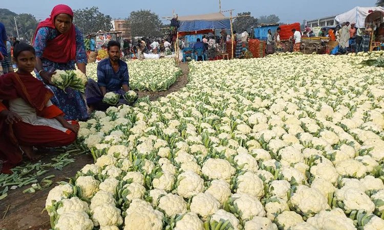 বগুড়ায় বাম্পার ফলন ও ভালো দামের আশায় সবজিচাষিরা
