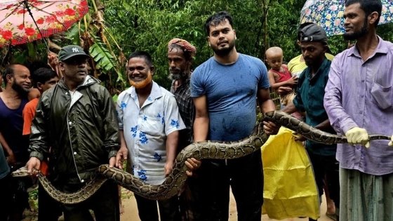 শ্রীমঙ্গলে বাড়ির আঙিনায় ১৪ ফুটের অজগর